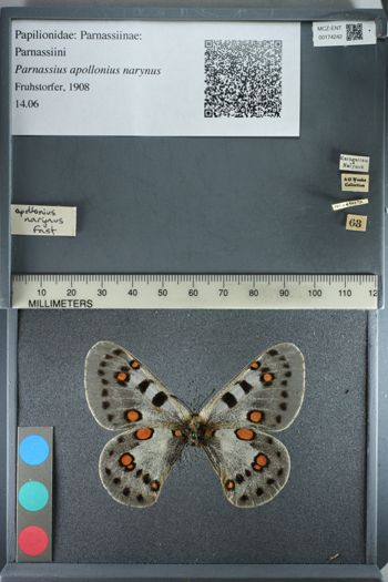 Media type: image;   Entomology 174242
